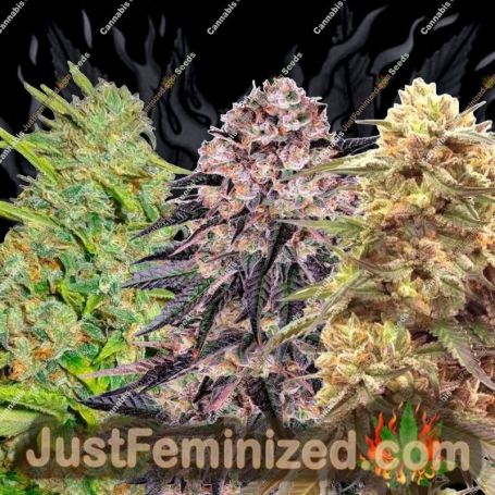 Winners Mix (2 options) by Delicious Seeds Cannabis Seeds For Sale at Just Feminized