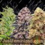 Winners Mix (2 options) by Delicious Seeds Cannabis Seeds For Sale at Just Feminized