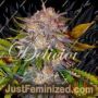 Caramelo by Delicious Seeds Cannabis Seeds For Sale at Just Feminized