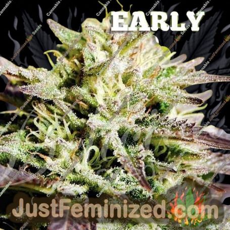Caramelo Early by Delicious Seeds Cannabis Seeds For Sale at Just Feminized