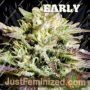 Caramelo Early by Delicious Seeds Cannabis Seeds For Sale at Just Feminized