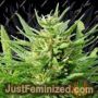 Guawi by Ace Seeds Cannabis Seeds For Sale at Just Feminized