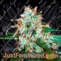 Critical Neville Haze 2.0 by Delicious Seeds Cannabis Seeds For Sale at Just Feminized