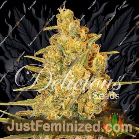 Critical Sensi Star by Delicious Seeds Cannabis Seeds For Sale at Just Feminized
