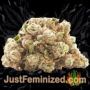 Critical Sensi Star by Delicious Seeds Buds Weed Ganja Skunk Pot Reefer Dope Herb Pics Images
