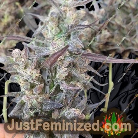 Haze x Kali China by Ace Seeds Cannabis Seeds For Sale at Just Feminized