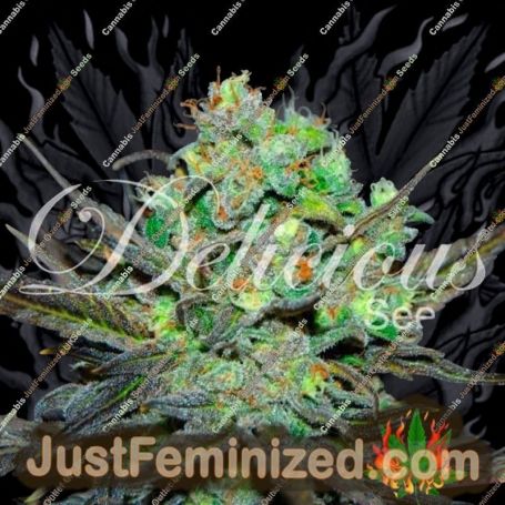 Eleven Roses by Delicious Seeds Cannabis Seeds For Sale at Just Feminized