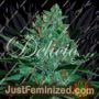 Fruity Chronic Juice by Delicious Seeds Cannabis Seeds For Sale at Just Feminized