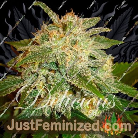 La Bella Afrodita by Delicious Seeds Cannabis Seeds For Sale at Just Feminized