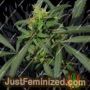 Hokkaido Japan by Ace Seeds Cannabis Seeds For Sale at Just Feminized