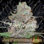 La Diva Auto by Delicious Seeds Cannabis Seeds For Sale at Just Feminized