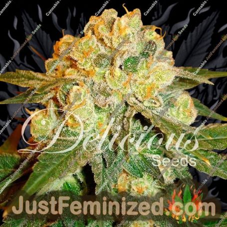 Marmalate by Delicious Seeds Cannabis Seeds For Sale at Just Feminized