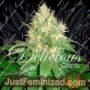 Northern Light Blue by Delicious Seeds Cannabis Seeds For Sale at Just Feminized