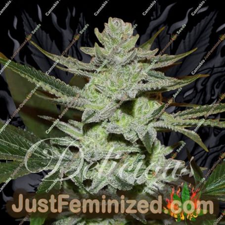 Unknown Kush by Delicious Seeds Cannabis Seeds For Sale at Just Feminized
