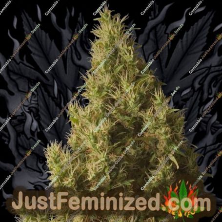 Brainstorm Haze by Delta 9 Labs Cannabis Seeds For Sale at Just Feminized
