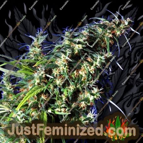 Brainstorm x G13 by Delta 9 Labs Cannabis Seeds For Sale at Just Feminized