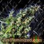 Brainstorm x G13 by Delta 9 Labs Cannabis Seeds For Sale at Just Feminized