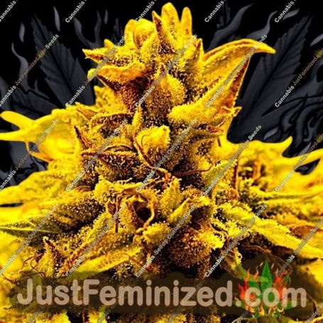 Kopasetic Kush by Delta 9 Labs Cannabis Seeds For Sale at Just Feminized