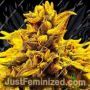 Kopasetic Kush by Delta 9 Labs Cannabis Seeds For Sale at Just Feminized