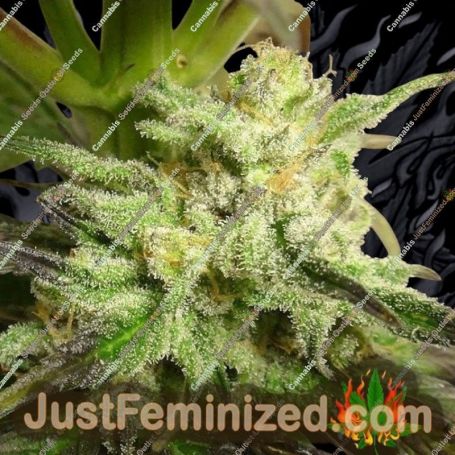 Kali China by Ace Seeds Cannabis Seeds For Sale at Just Feminized