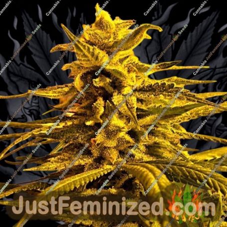 Magnum Platinum Haze by Delta 9 Labs Cannabis Seeds For Sale at Just Feminized