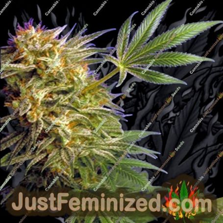 Super Star by Delta 9 Labs Cannabis Seeds For Sale at Just Feminized