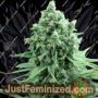 Casey Jones by Devils Harvest Cannabis Seeds For Sale at Just Feminized
