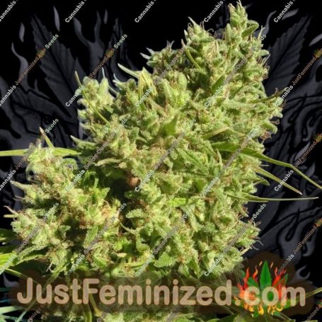 Killer A5 Haze by Ace Seeds Cannabis Seeds For Sale at Just Feminized