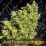 Killer A5 Haze by Ace Seeds Cannabis Seeds For Sale at Just Feminized