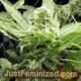Fallen Angel by Devils Harvest Cannabis Seeds For Sale at Just Feminized