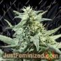 Golden Haze by Devils Harvest Cannabis Seeds For Sale at Just Feminized