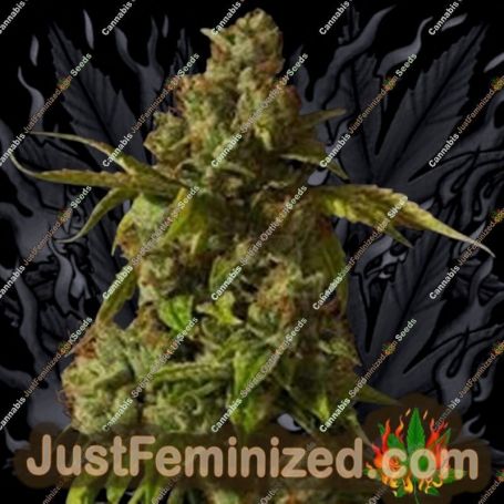 Hells Bells by Devils Harvest Cannabis Seeds For Sale at Just Feminized