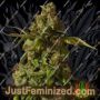 Hells Bells by Devils Harvest Cannabis Seeds For Sale at Just Feminized