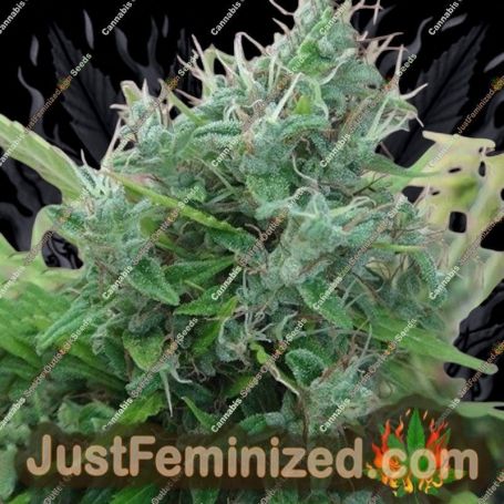 Lebanese by Ace Seeds Cannabis Seeds For Sale at Just Feminized