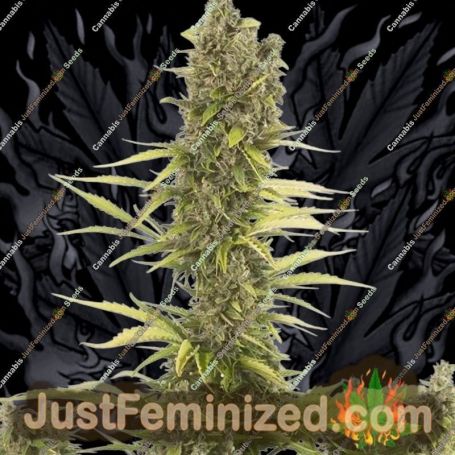 Amnesia Auto by Dinafem Seeds Cannabis Seeds For Sale at Just Feminized