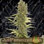 Amnesia Auto by Dinafem Seeds Cannabis Seeds For Sale at Just Feminized