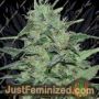 Malawi by Ace Seeds Cannabis Seeds For Sale at Just Feminized
