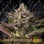 Blue Kush by Dinafem Seeds Cannabis Seeds For Sale at Just Feminized
