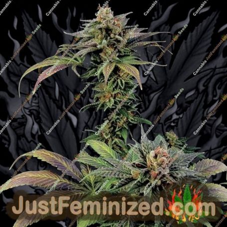 Blue Widow by Dinafem Seeds Cannabis Seeds For Sale at Just Feminized