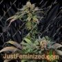 Blue Widow by Dinafem Seeds Cannabis Seeds For Sale at Just Feminized