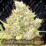 Malawi x Panama by Ace Seeds Cannabis Seeds For Sale at Just Feminized