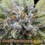 Bubba Kush by Dinafem Seeds Cannabis Seeds For Sale at Just Feminized