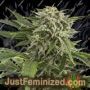 Bubba Kush Auto by Dinafem Seeds Cannabis Seeds For Sale at Just Feminized