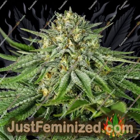 Bubba Kush by Dinafem Seeds Cannabis Seeds For Sale at Just Feminized