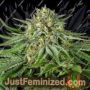 Bubba Kush by Dinafem Seeds Cannabis Seeds For Sale at Just Feminized