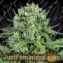 Cheese by Dinafem Seeds Cannabis Seeds For Sale at Just Feminized
