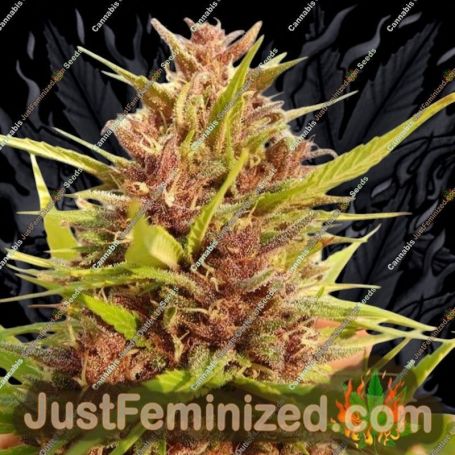 Malawi x PCK by Ace Seeds Cannabis Seeds For Sale at Just Feminized