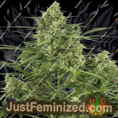 Critical + 2.0 Auto by Dinafem Seeds Cannabis Seeds For Sale at Just Feminized