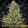 Critical + Auto by Dinafem Seeds Cannabis Seeds For Sale at Just Feminized