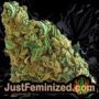 Malawi x PCK by Ace Seeds Buds Weed Ganja Skunk Pot Reefer Dope Herb Pics Images